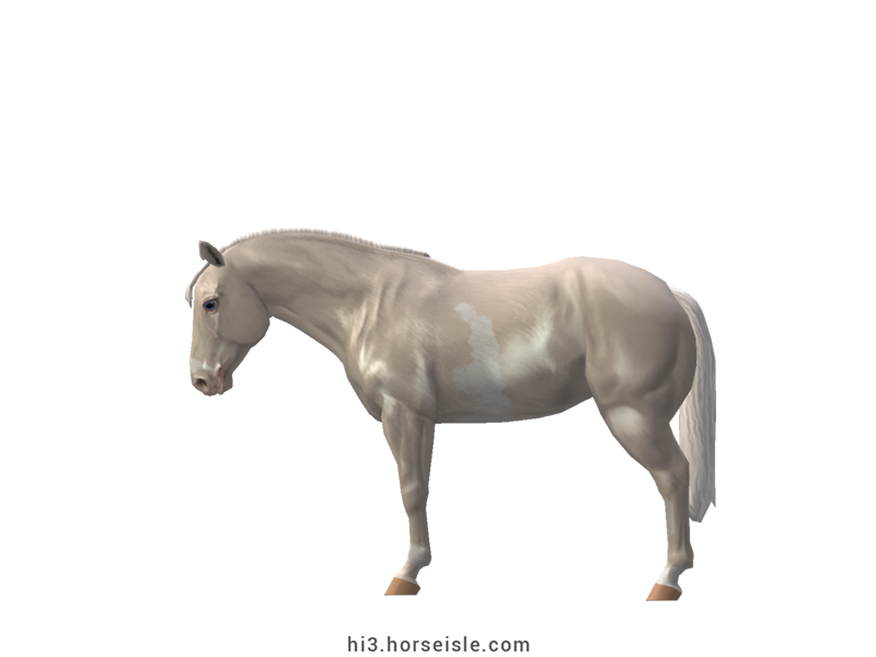 American Paint Stock Horse Cremello Sabino Coat (left view)